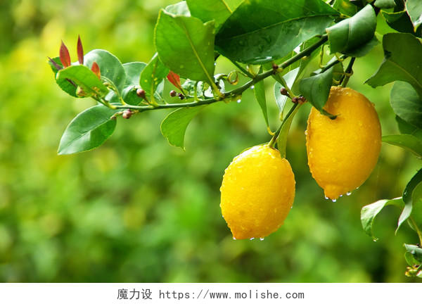挂在树上的黄色柠檬